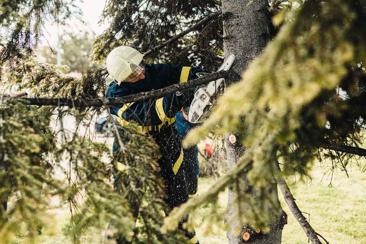 The Steps Involved in Our Tree Care Process in Cypress, CA